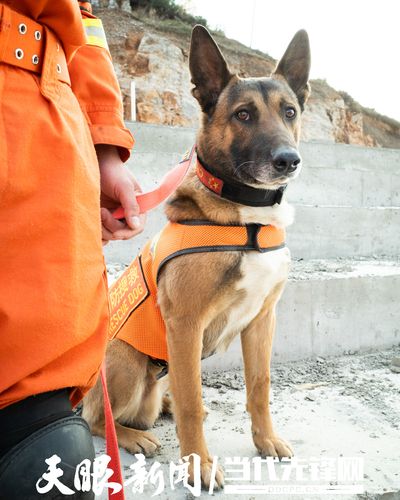 威宁地震演练搜救犬:小帮手 大能量