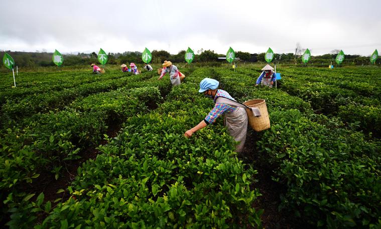 2月27日,白沙黎族自治县五里路茶叶专业合作社的员工在茶园内采摘春茶