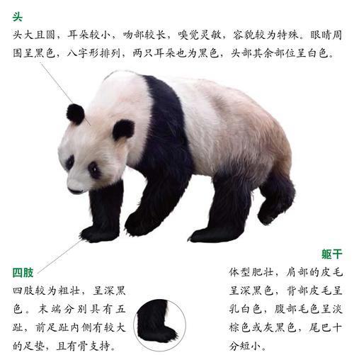 大熊猫_野生动物图鉴
