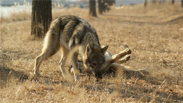 纯种捷克狼犬野外猎食图片