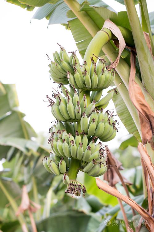 bnana 和未成熟品种香蕉香蕉树在院子上
