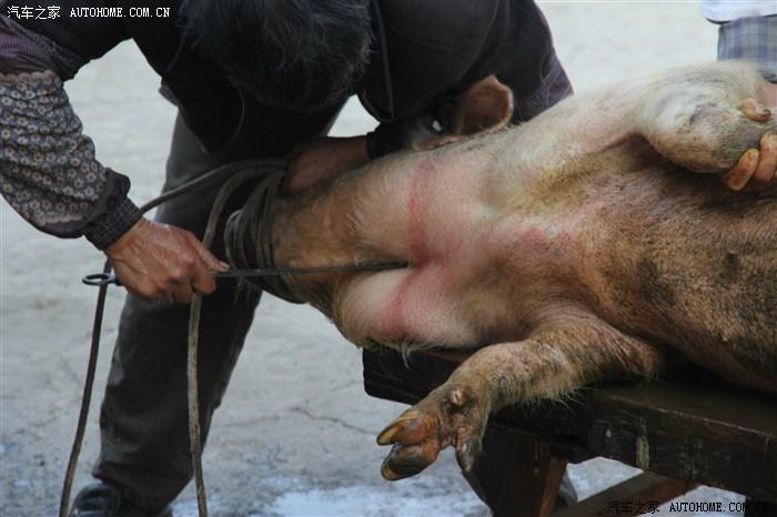 2014年春节克三姑爹家干杀猪饭,看丽江人家杀年猪