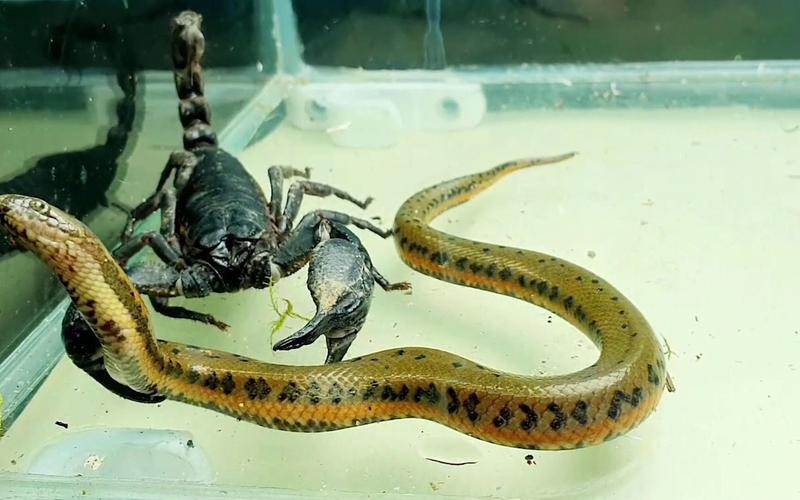 蝎子vs毒蛇两大毒物精彩对决气氛让人窒息