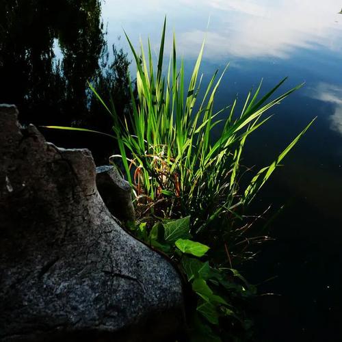 摄影光线练习和谐的色彩邻近色公园池塘边的一株草