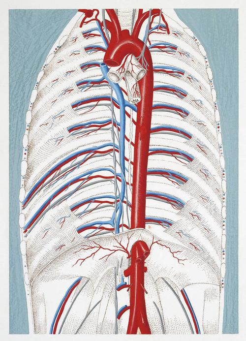 生物学,心血管系统,合成图,漫画,写实,具体,具象,主动脉,人体结构