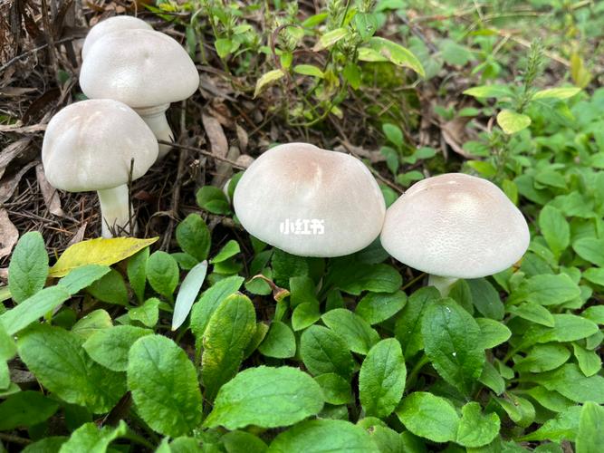 长在地上的白蘑菇能吃吗
