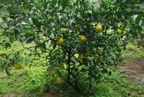 橙子树的种植要点,想要养好它并不难哦!