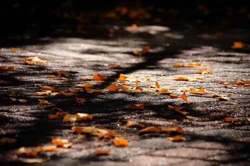 银杏树叶飘落的季节