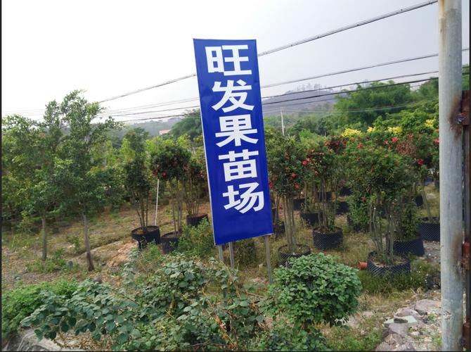 惠州市惠城区旺发果苗种植场
