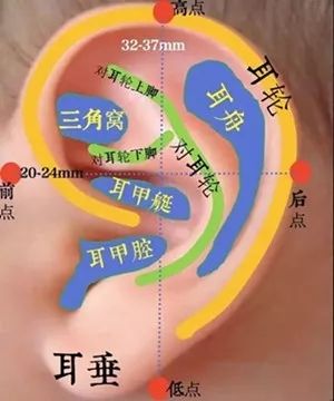 的耳廓由耳轮,对耳轮;耳轮脚,对耳轮上下脚;耳屏,对耳屏; 屏间切迹,耳