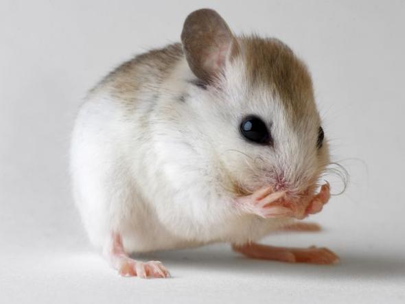 一只可爱的圣安德鲁沙滩鼠(图片提供:joel sartore, national