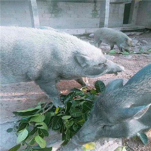 海南野猪海南琼海兴业野猪养殖基地
