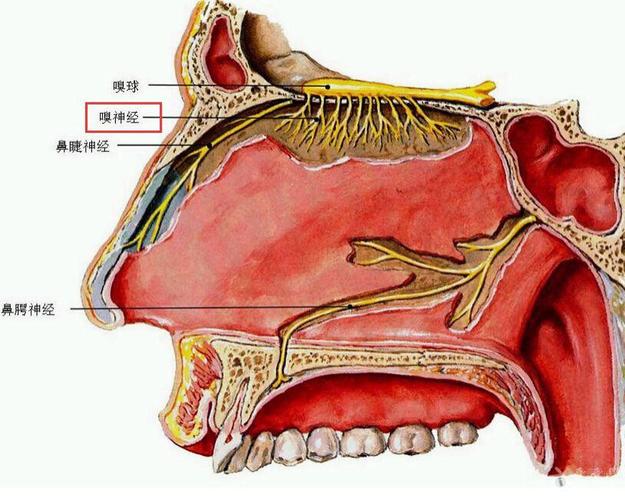 解剖基础2鼻腔