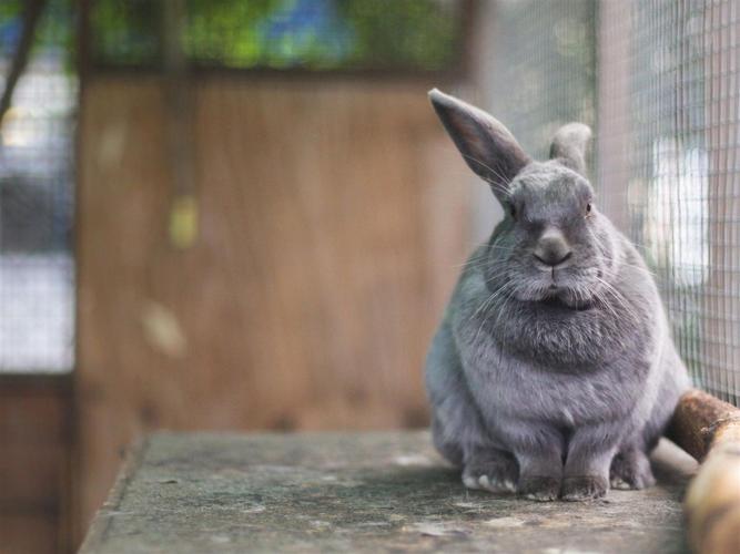 描述: 兔可爱灰色-动物世界壁纸 当前壁纸尺寸: 1200 x 900