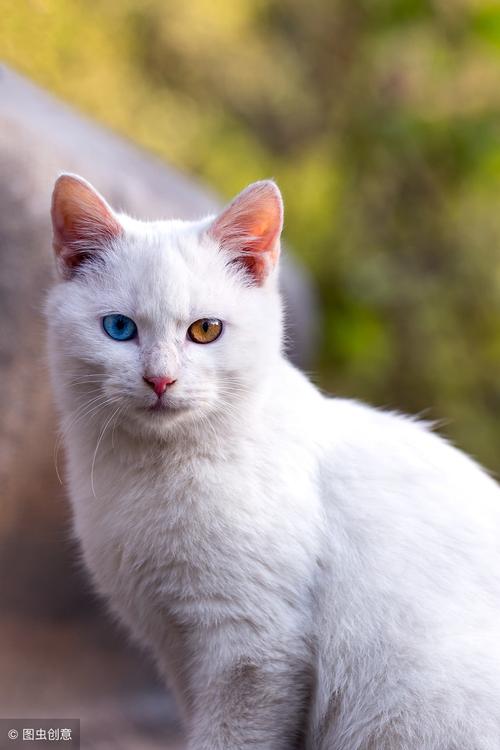 异瞳狮子猫多少钱一只(自带仙气的异瞳白猫却红颜薄命) - 价格百科