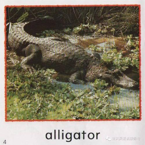 alligator: 鳄鱼