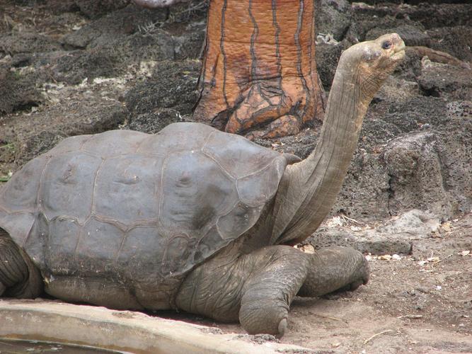 diego the tortoise virtually saved his species cau