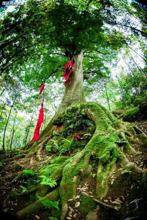 中国8大千年古树,最老一棵4000岁,世所罕见