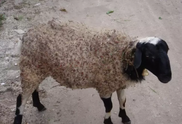 养羊驱虫技术羊体外寄生虫的防治