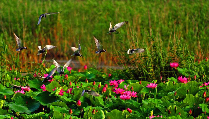 微山湖国家湿地公园里的须浮鸥.陈保成 摄影鱼台惠河湿地美景.
