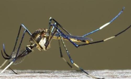 世界上最大的蚊子华丽巨蚊长达35cm