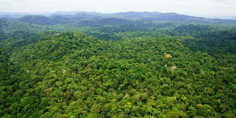 tropical forests carbon sink already rapidly weakening