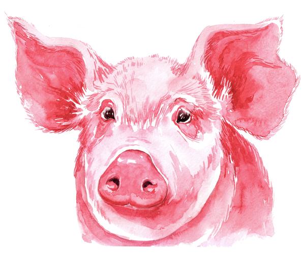 图片下载,绘画,色彩,水彩,粉色,头像,小猪,动物,卡通动物,漫画插画