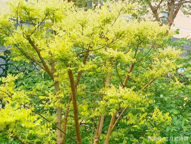 三月,金枝槐刚刚露出一簇簇淡绿绒芽时,远看若玉树攒花,像笼罩着一层