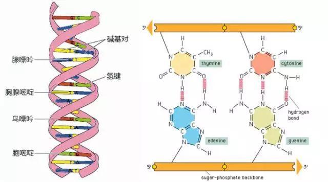 人的dna序列由腺嘌呤(a)鸟嘌呤(g)胞嘧啶(c)胸腺嘧啶(t)四种碱基组成