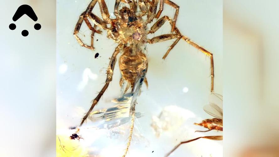 1亿年历史琥珀 藏新品种长尾蜘蛛