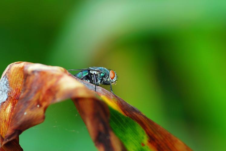 标题:虫虫世界之蝴蝶&苍蝇