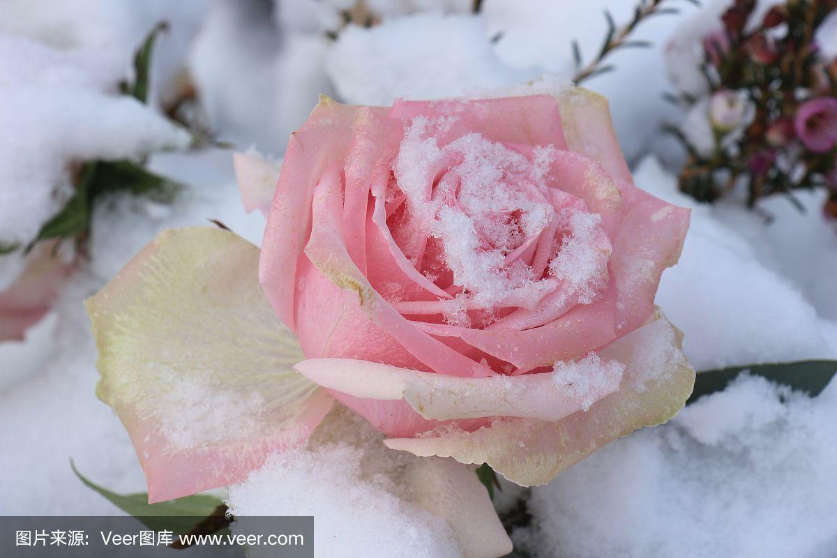 粉红色的玫瑰在雪中