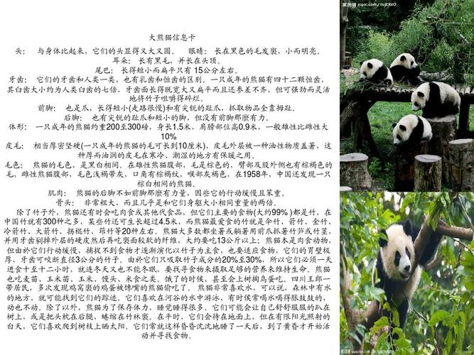 大熊猫信息卡ppt