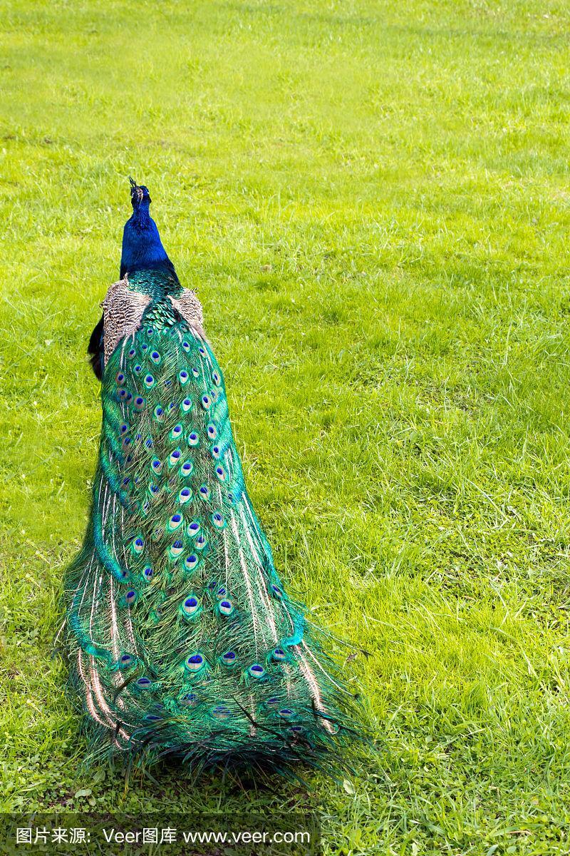 在绿草的背景下,孔雀的尾巴是五颜六色的
