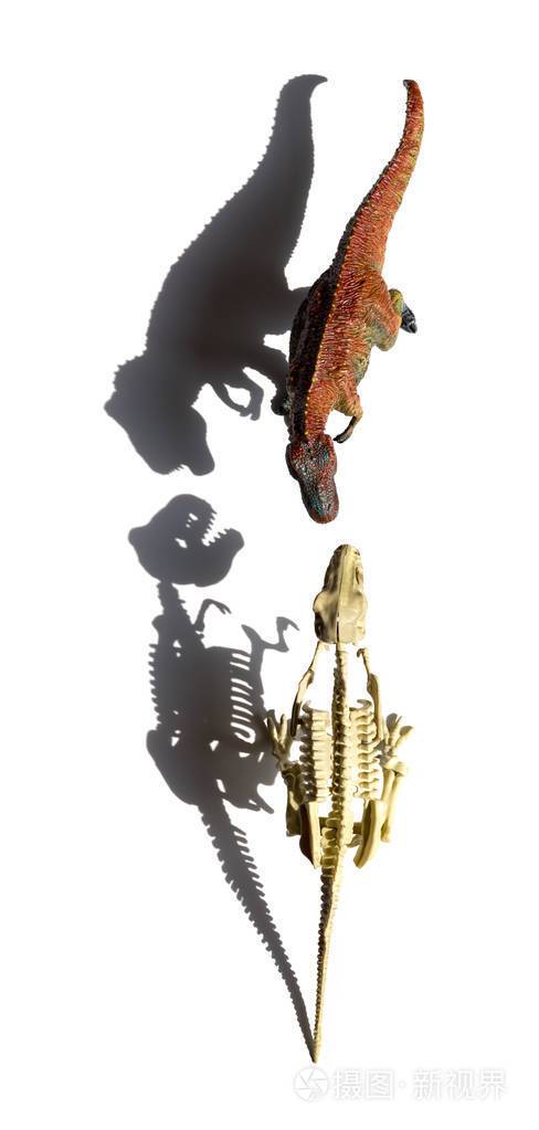 顶视图暴龙玩具和霸王龙骨架与阴影的白色背景上