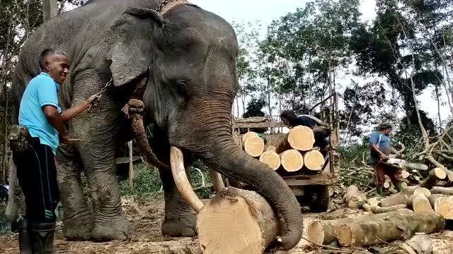 不知道大象经历了什么,居然都会帮忙抬木头了,看着都感觉心疼!