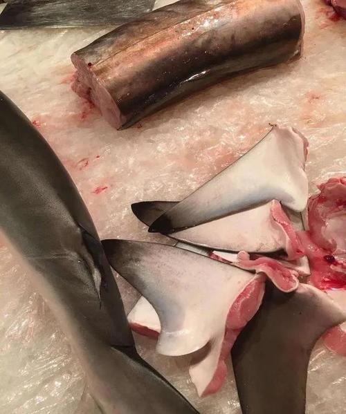 日本超市摆卖巨大的鲨鱼头鲨鱼肉居然如此便宜