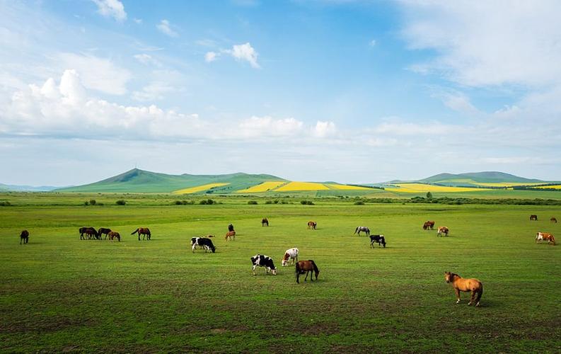 7月9日,内蒙古呼伦贝尔,蓝天白云下的草原青草如茵,成群的马和牛在