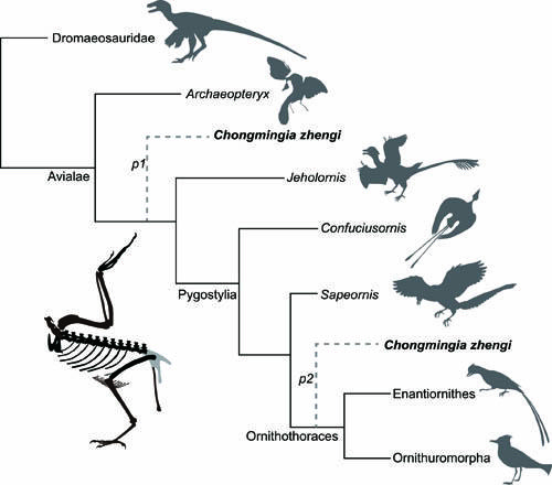我国发现基干鸟类新化石揭示鸟类早期演化的复杂性