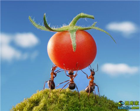蚂蚁 蚂蚁搬家 蚂蚁素材 蚂蚁图片 蚂蚁搬运 蚂蚁搬东西 以小博大 jpg