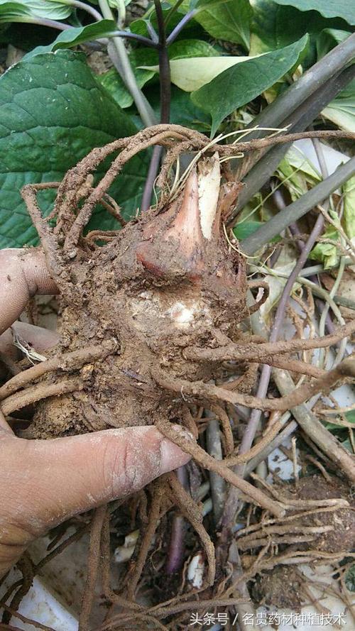 防治方法(1)引起滇重楼根腐病发生的主要原因是土壤积水,栽培土壤宜