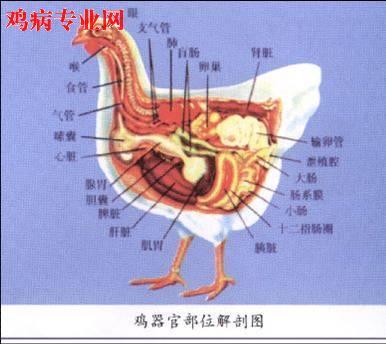 求,鸡各个器官的位置