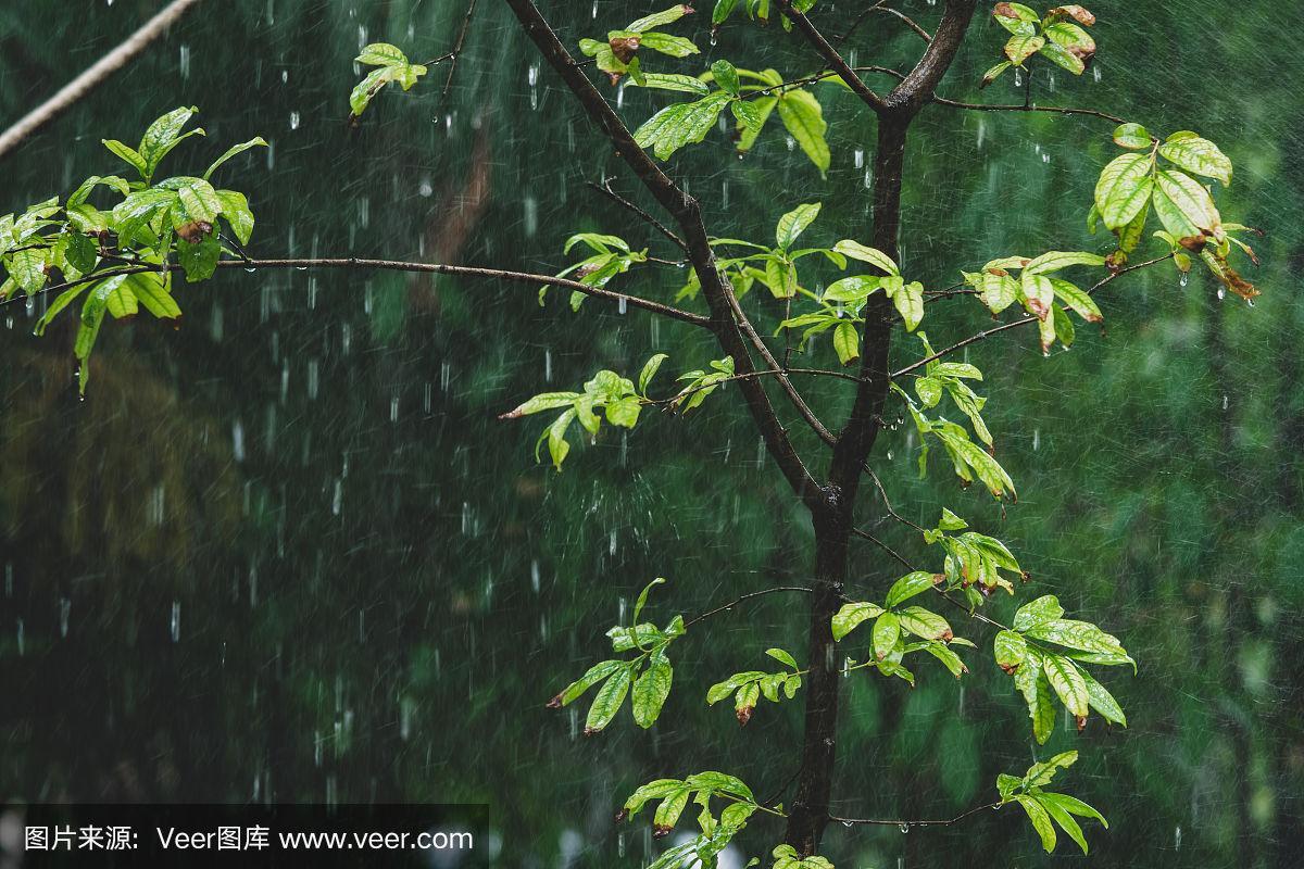 近景树木在雨天的自然视图