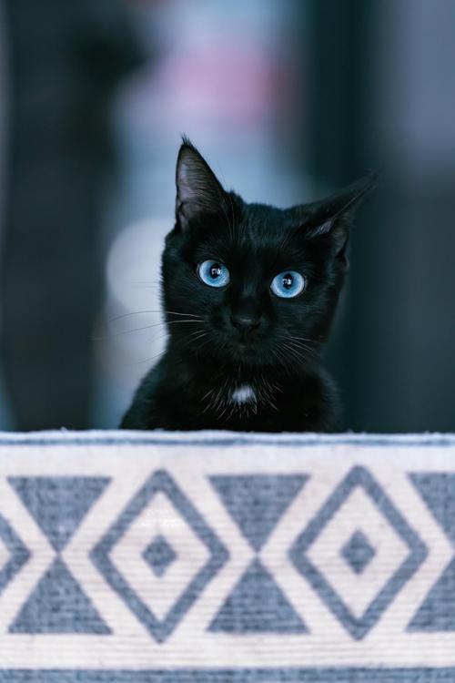 微博上看到的蓝眼黑猫6989