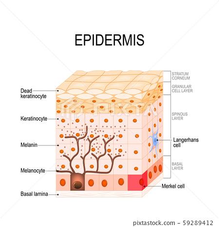 插图素材: epidermis structure. cell, and layers of a human skin.