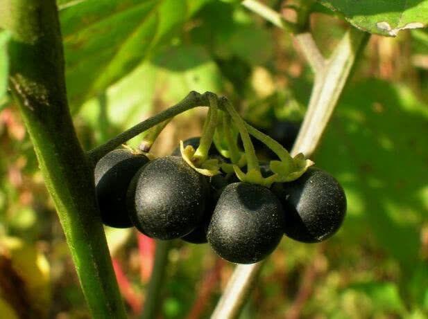 农村这种黑色野果很像葡萄不仅可以吃还可以入药