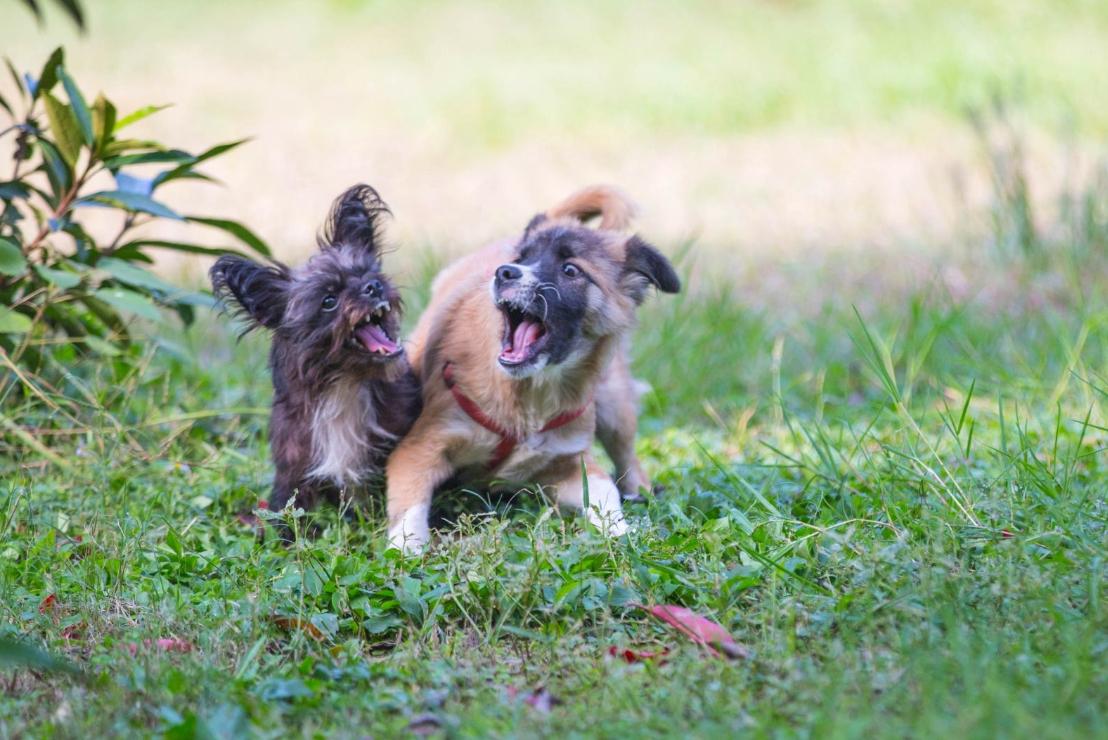 动物摄影:开心的狗狗在欢闹