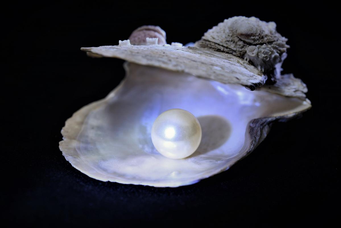 中华九大仙草之海底珍珠 珍珠被大家熟知是因为珍珠可以用来做成精致