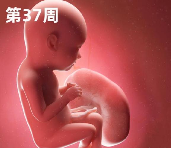 29周胎儿发育情况