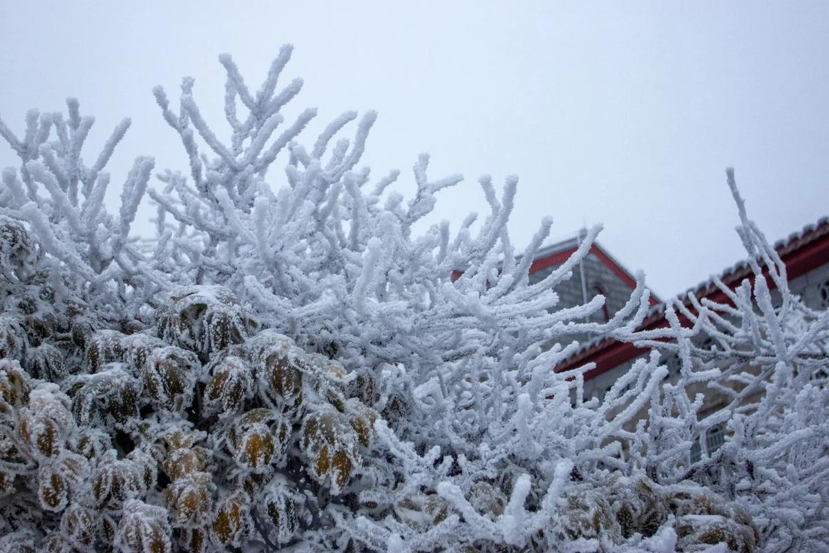 南岳衡山植物篇.冬天适合踏过雪山, 适合雾凇与枝叶潺潺. 适 - 抖音
